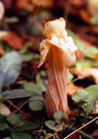 Helvella crispa, shows the saddle-like top and twisting fluted stalk.